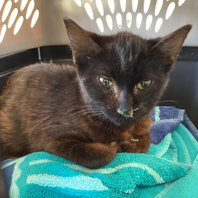 A young small-sized female Black Domestic Short Hair cat named Laurel for adoption in Clearwater, FL