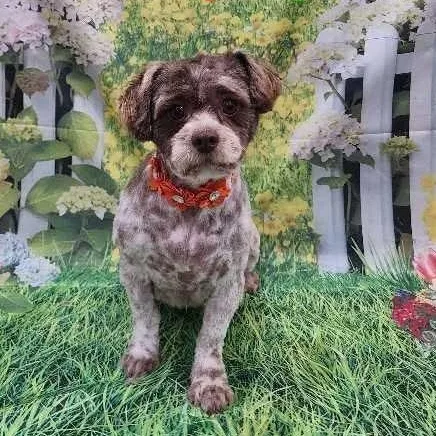 A young small-sized female Shih Tzu dog named Daisy for adoption in Ozone Park, NY