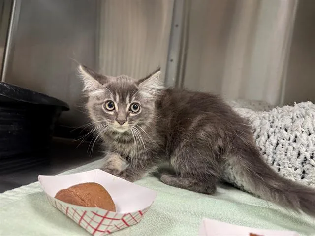 A young small-sized female Domestic Medium Hair cat named Marie for adoption in Santa Monica, CA