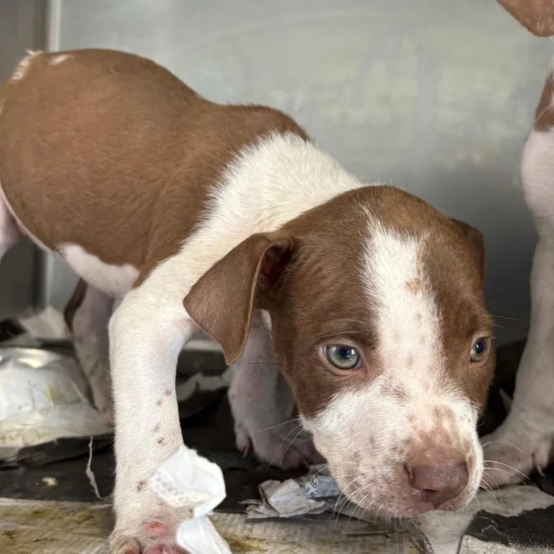 A baby small-sized male Yellow / Tan / Blond / Fawn Pointer dog named Centipede for adoption in San Antonio, TX