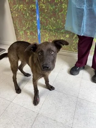 A young medium-sized male Shepherd dog named Fruity Pebbles for adoption in San Antonio, TX