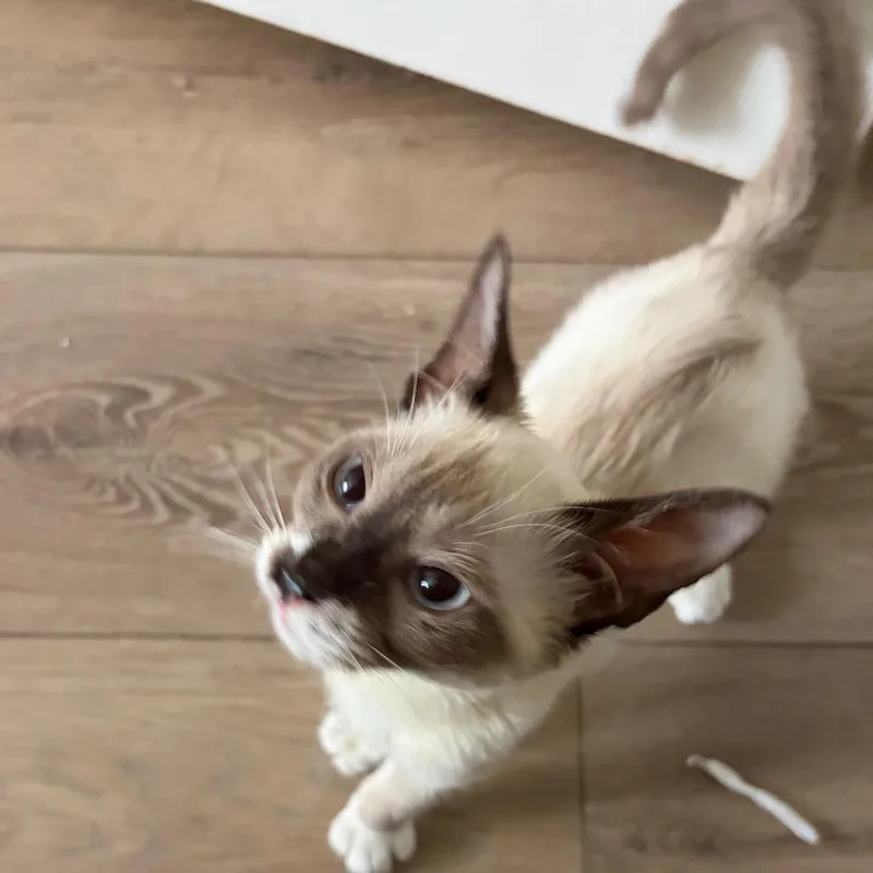 A baby small-sized female Seal Point Siamese cat named Jade for adoption in Agoura Hills, CA