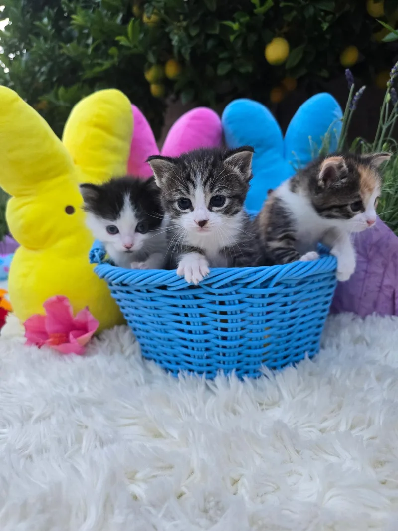 A baby small-sized female Domestic Short Hair cat named Cali for adoption in Long Beach, CA