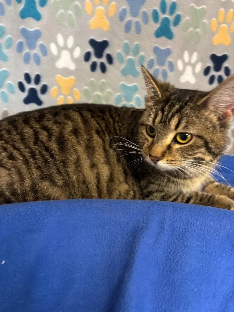 A baby medium-sized female Domestic Short Hair cat named Mamacita for adoption in Wabash, IN