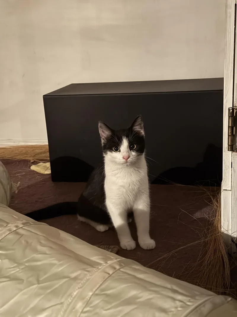 A young medium-sized female Black & White / Tuxedo Domestic Short Hair cat named Teenie for adoption in Philadelphia, PA