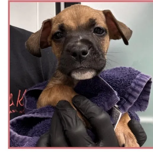 A baby medium-sized male Retriever dog named Buoy for adoption in Copiague, NY
