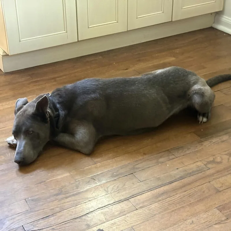 An adult large-sized female Gray / Blue / Silver Mixed Breed dog named Kiara for adoption in Salt Lake City, UT