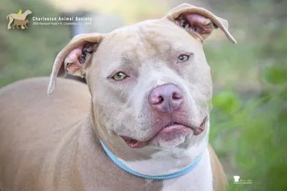 An adult medium-sized male American Staffordshire Terrier dog named a Blue for adoption in North Charleston, SC