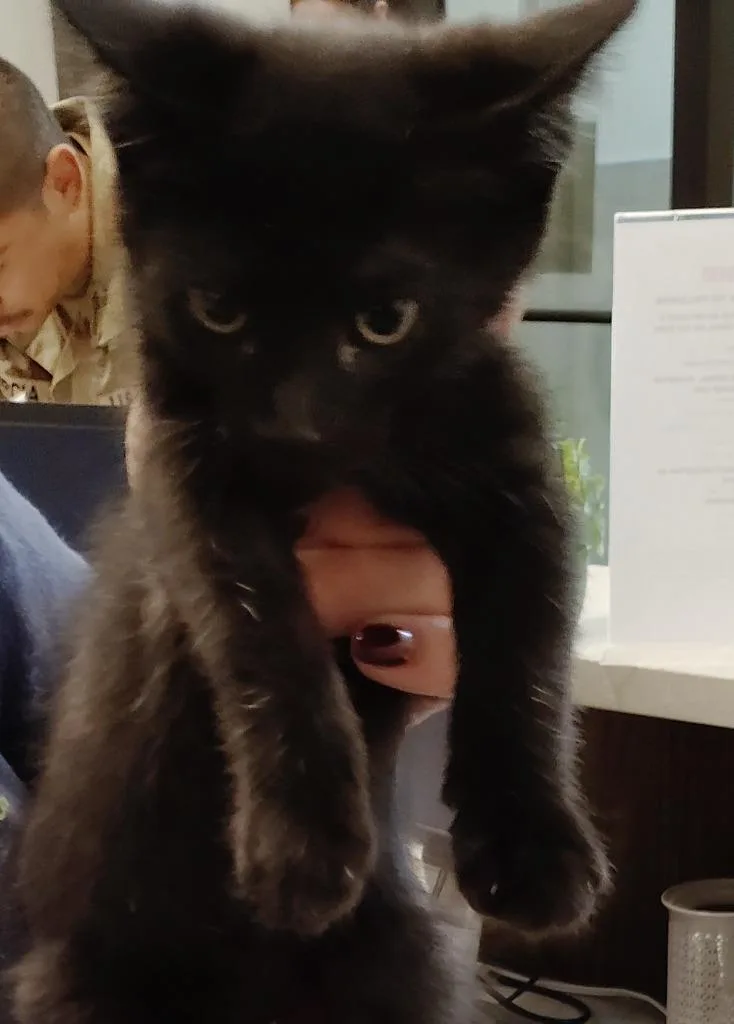 A baby medium-sized female Domestic Short Hair cat named Jasmine for adoption in Clarksville, TN