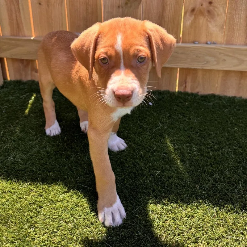 A baby medium-sized female Yellow / Tan / Blond / Fawn Hound dog named Allie for adoption in La Grange, KY