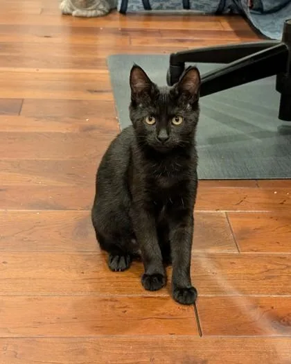 A young medium-sized male Black Domestic Short Hair cat named Doppler for adoption in Belleville, MI