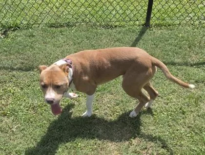 A young large-sized male Pit Bull Terrier dog named Hippo for adoption in Conway, SC