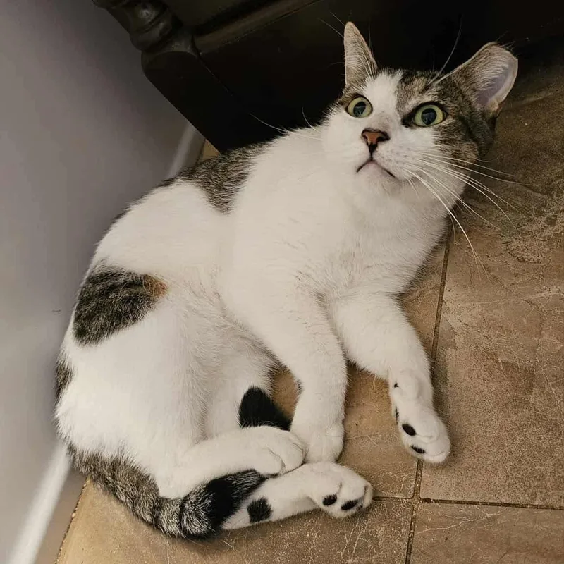 A young medium-sized male Gray & White Domestic Short Hair cat named Dusty Handsome Boi for adoption in Forest Hills, NY