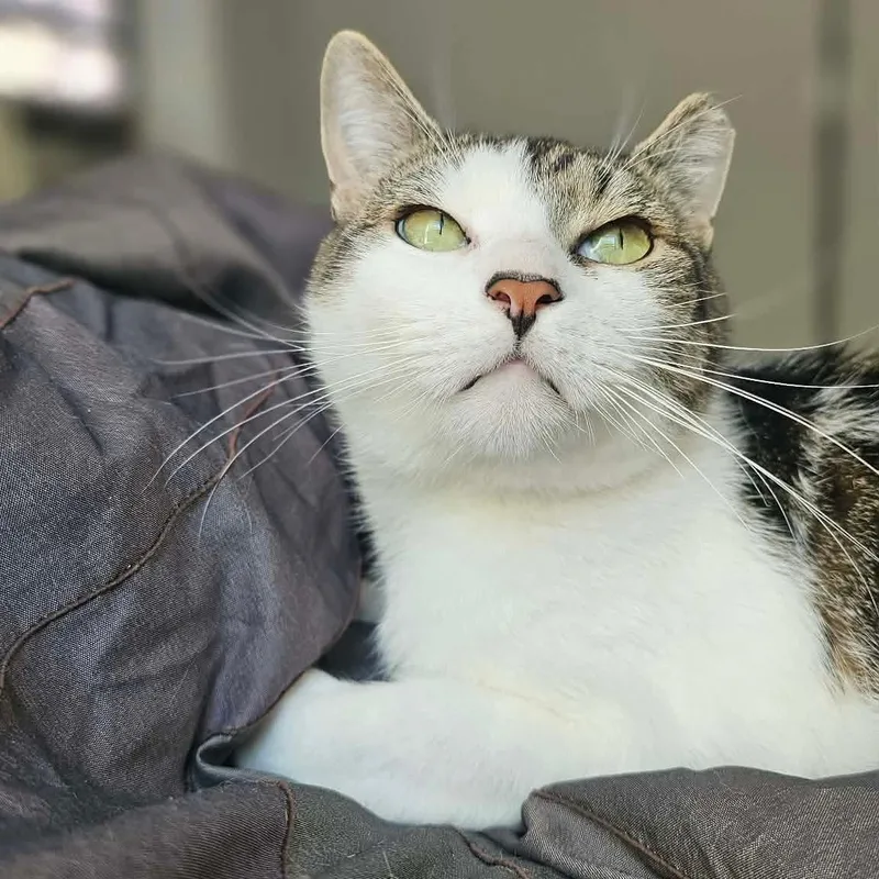 Dusty  Handsome Boi thumbnail 2