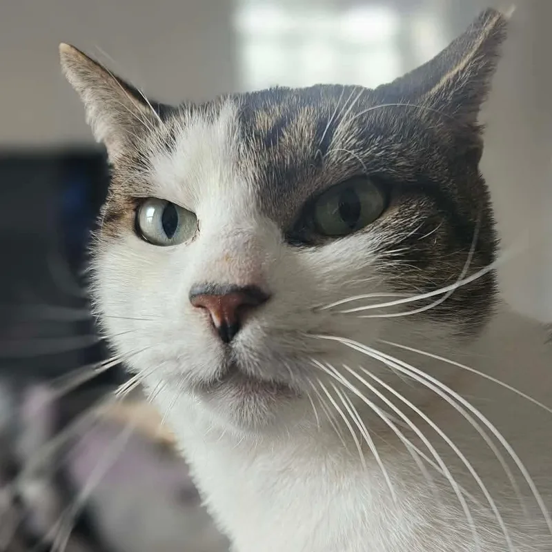 Dusty  Handsome Boi thumbnail 6