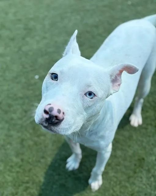 A young large-sized female Mixed Breed dog named Robin for adoption in Dallas, TX