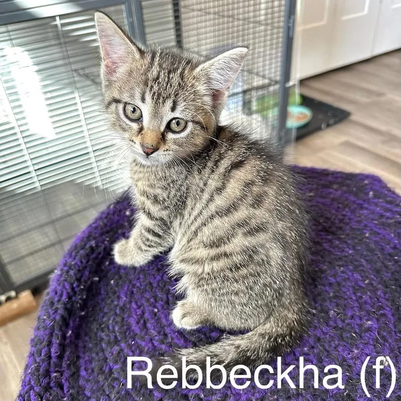 Rebbeckha