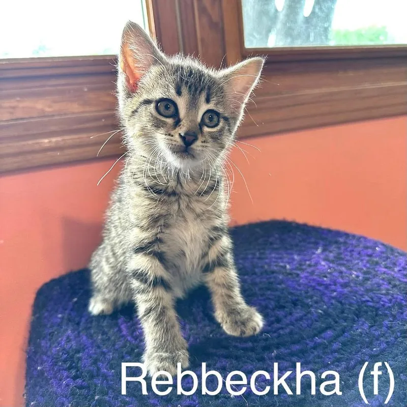 Rebbeckha thumbnail 2