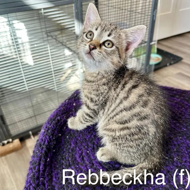 Rebbeckha thumbnail 3