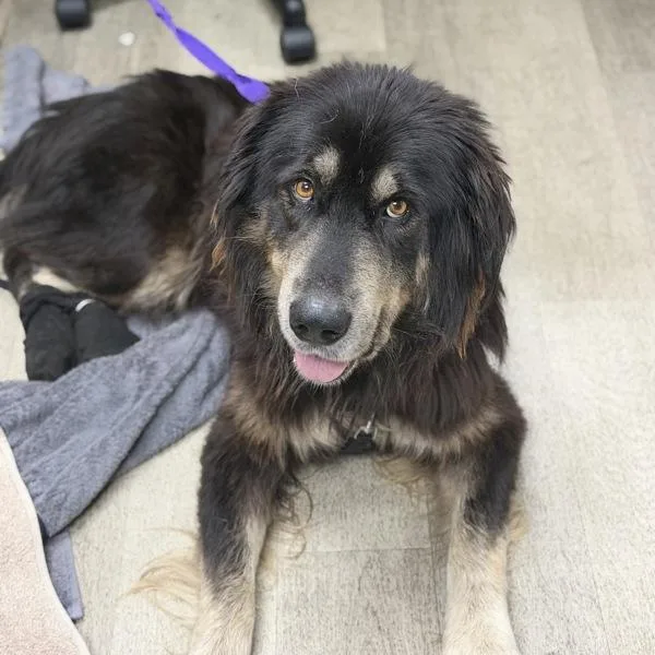 An adult large-sized male Australian Shepherd dog named Pelucon for adoption in San Diego, CA