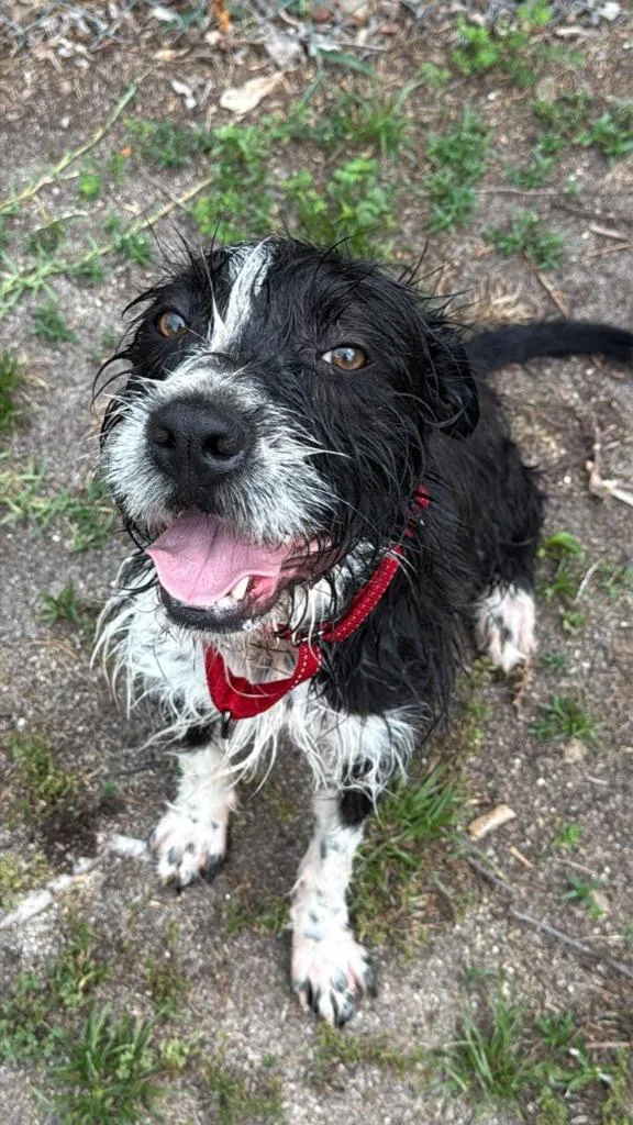 An adult medium-sized female Schnauzer dog named Rambi for adoption in Augusta, GA