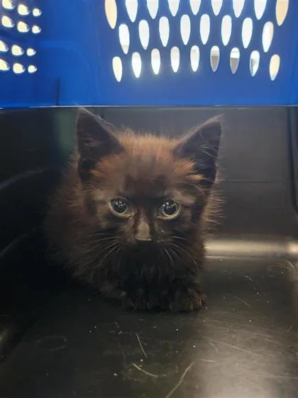 A baby small-sized male Domestic Short Hair cat named Oakley for adoption in Largo, FL