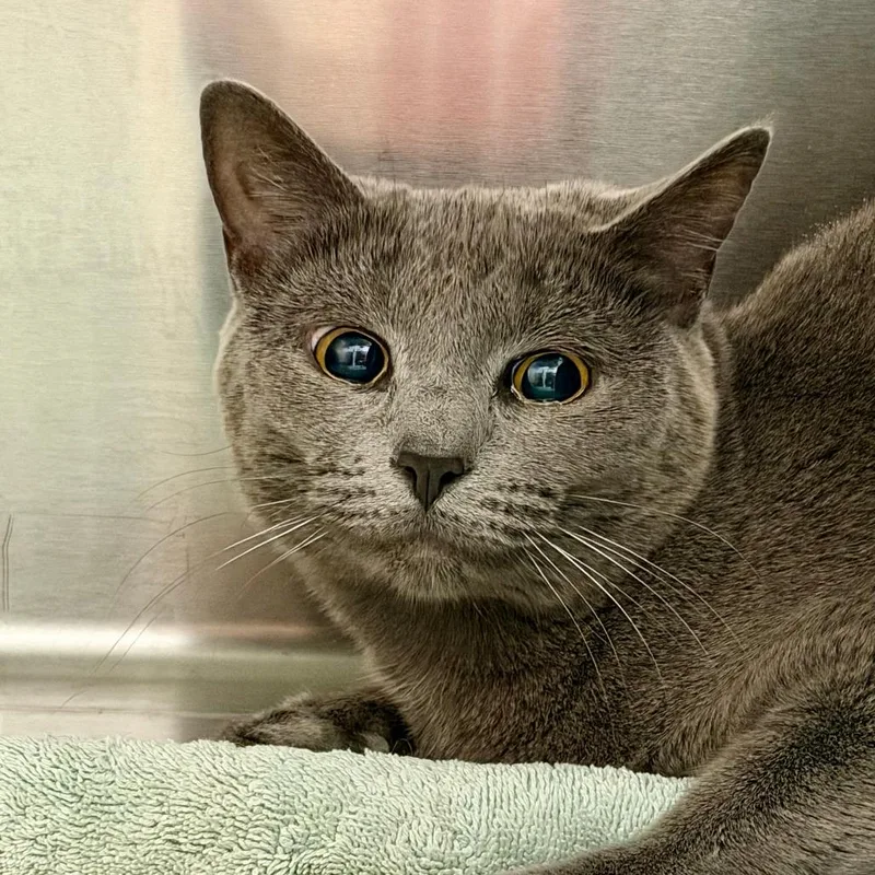 An adult medium-sized female Gray / Blue / Silver Domestic Short Hair cat named Lady Grey for adoption in Scituate, MA