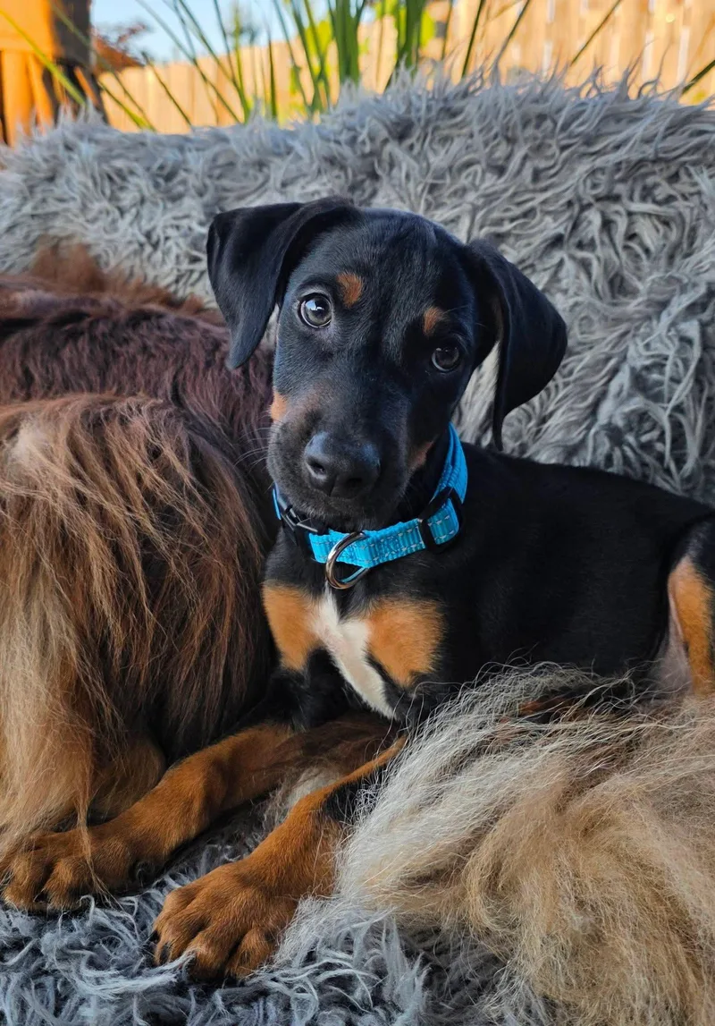 A baby large-sized male Doberman Pinscher dog named Marty for adoption in Minneapolis, MN