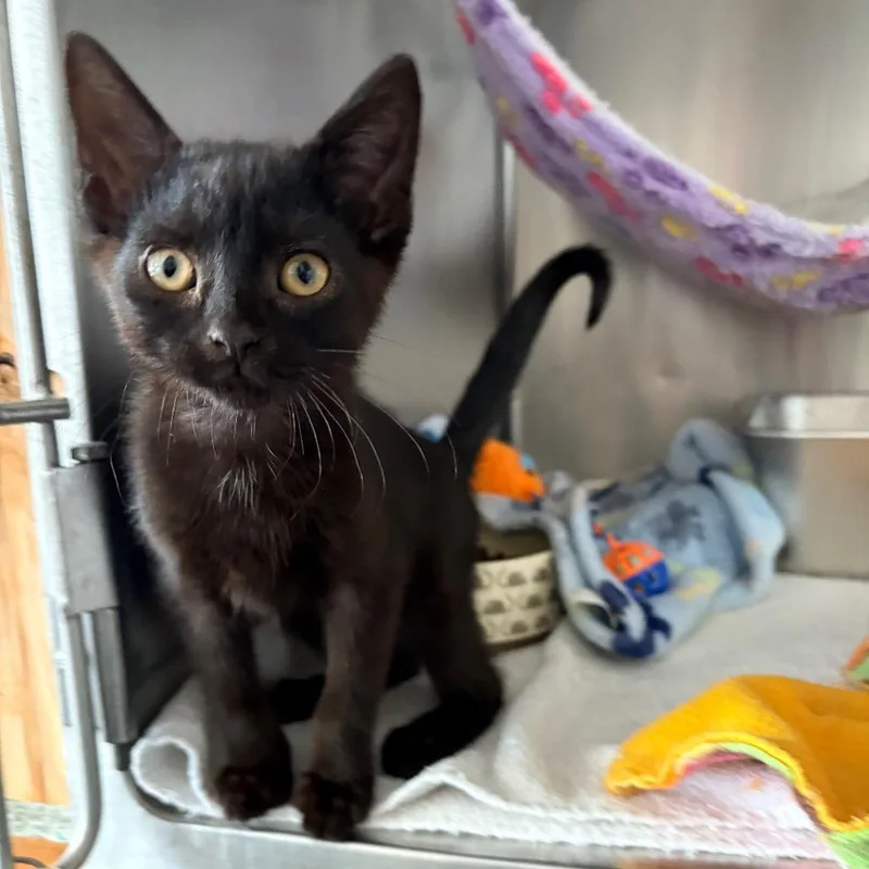 A young medium-sized female Black Domestic Short Hair cat named Whisker for adoption in Blackfoot, ID