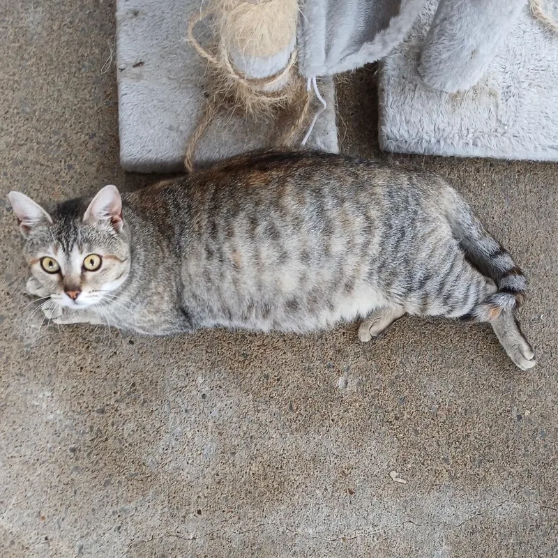 A young medium-sized female Gray / Blue / Silver Domestic Short Hair cat named Mama Melon for adoption in Mount Juliet, TN