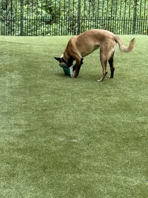 A young medium-sized male Tricolor (Brown, Black, & White) Belgian Shepherd / Malinois dog named Pedro located in Georgia for adoption in Imlay City, MI