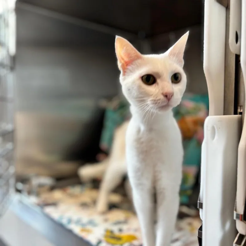 A young medium-sized female White Domestic Short Hair cat named Duchess for adoption in Nashville, IN