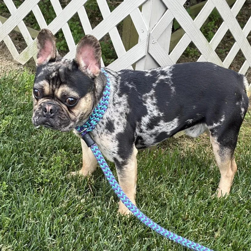 An adult small-sized male Black French Bulldog dog named Wrigley for adoption in Sinking Spring, PA