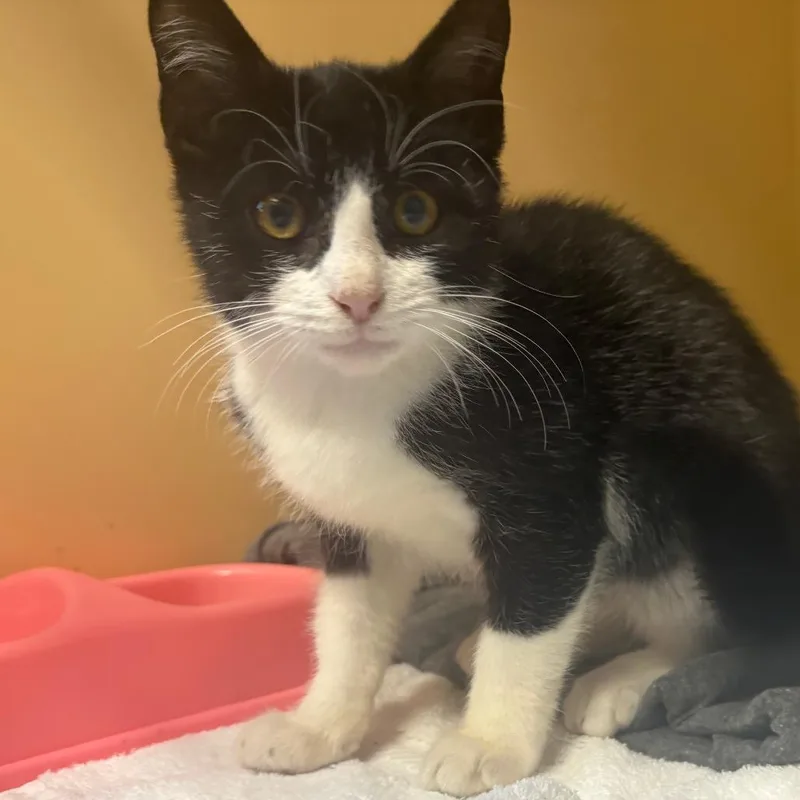 A baby small-sized male Black Domestic Short Hair cat named Romeo for adoption in East Hanover, NJ