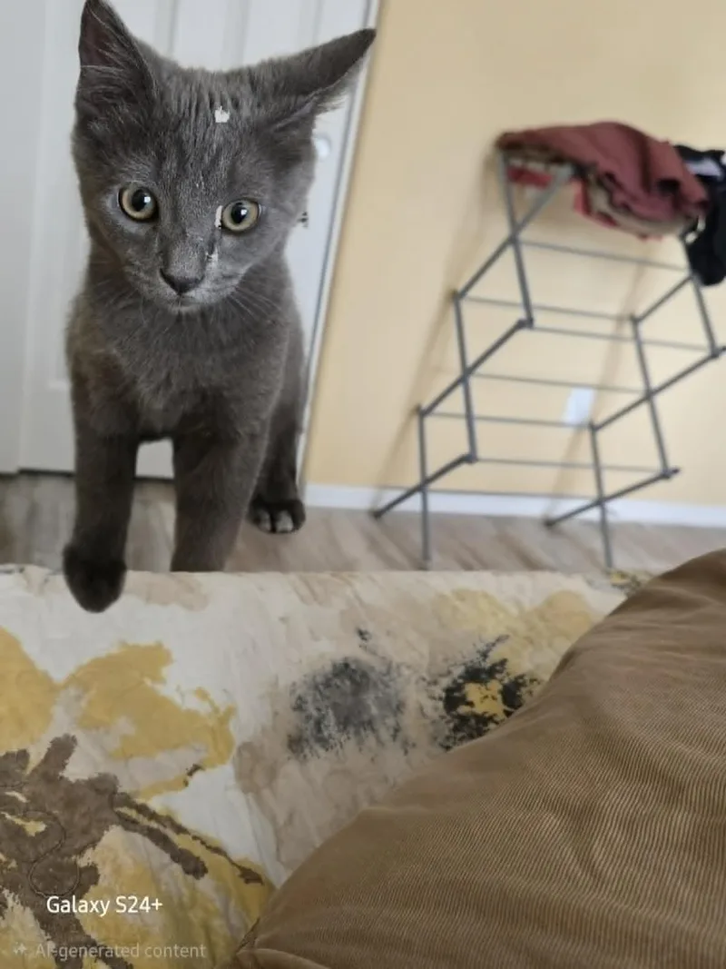 A baby medium-sized male Domestic Short Hair cat named Shady Stead for adoption in Chandler, AZ