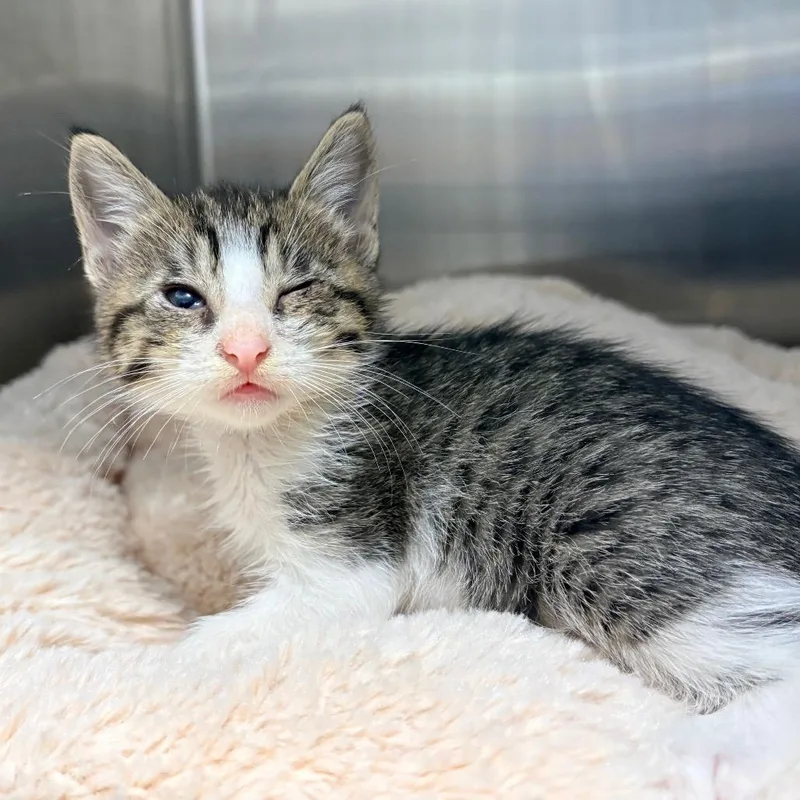 A baby small-sized female White Domestic Short Hair cat named Rose for adoption in West Palm Beach, FL