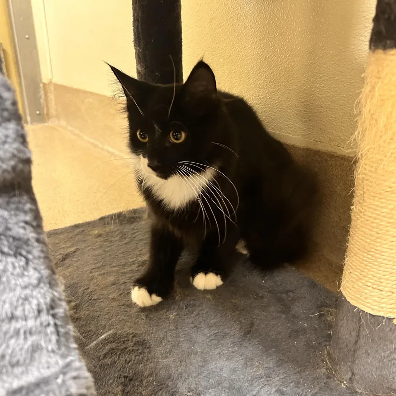 A young small-sized male Domestic Short Hair cat named Asher for adoption in Myerstown, PA