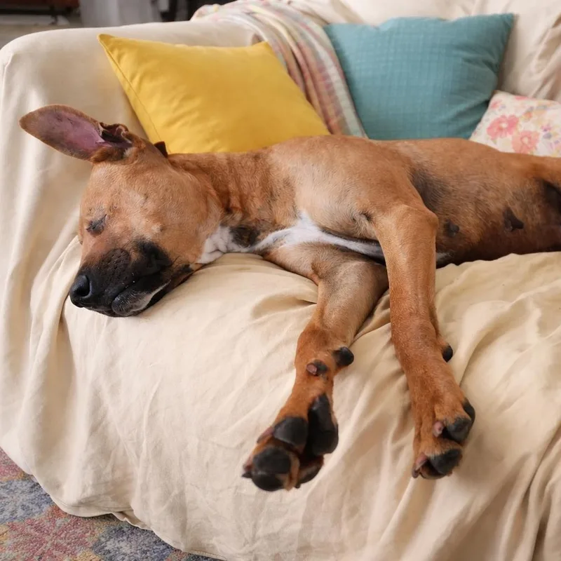 A young medium-sized female Golden Boxer dog named Autumn  Happy  for adoption in Houston, TX