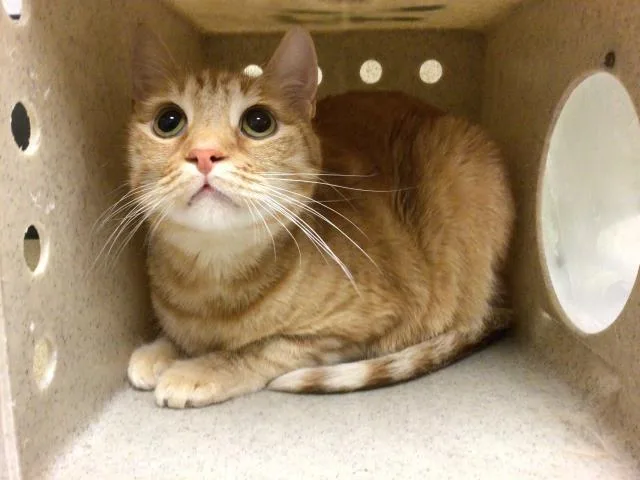 An adult small-sized male Domestic Short Hair cat named Niko for adoption in Riverside, CA