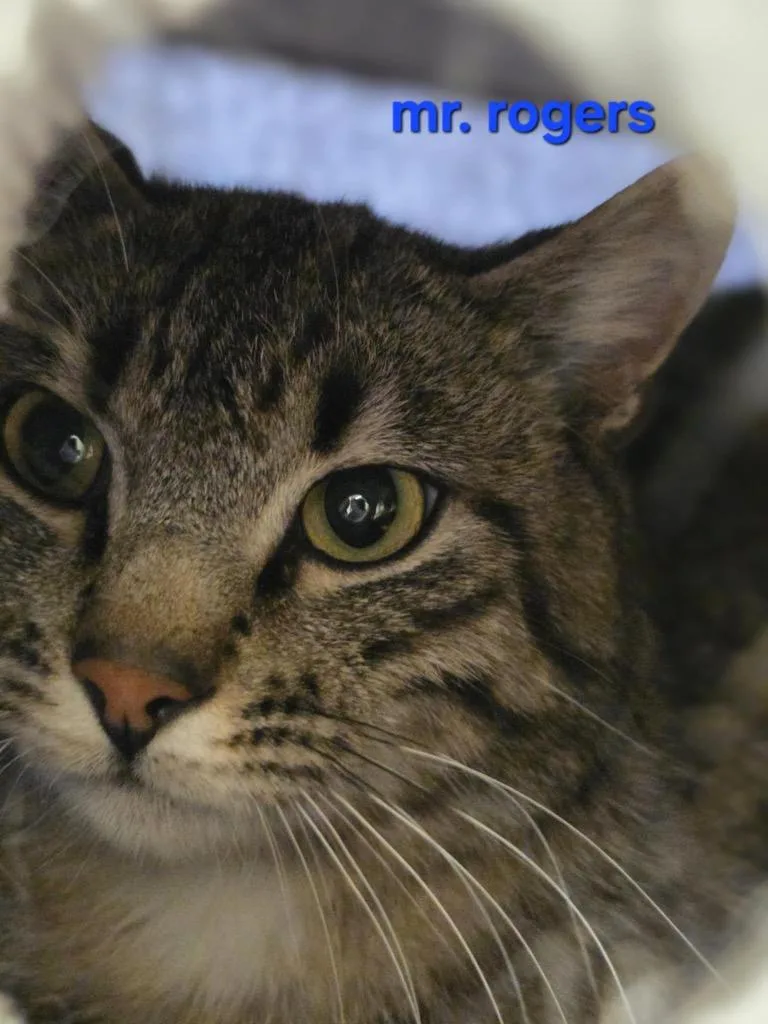 Mr. Rogers