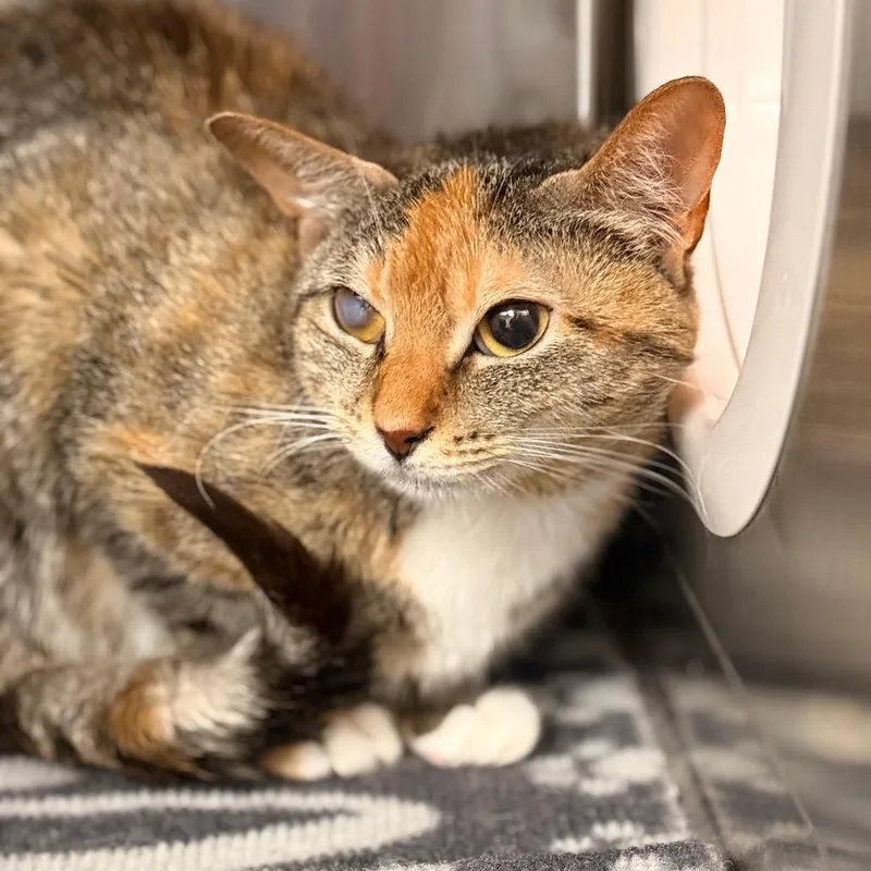 An adult medium-sized female Domestic Short Hair cat named Fairlady for adoption in Cumming, GA