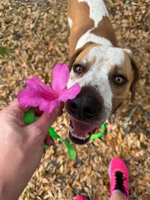 An adult extra large-sized female Labrador Retriever dog named Maggie for adoption in Methuen, MA