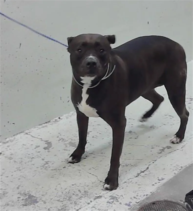 A young medium-sized female Staffordshire Bull Terrier dog named Ellie for adoption in Houston, TX