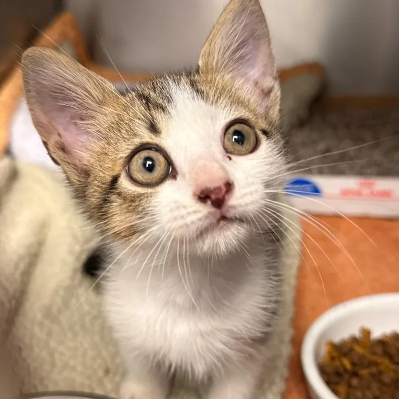 A baby small-sized male Domestic Short Hair cat named Salamander Gary for adoption in Cumming, GA