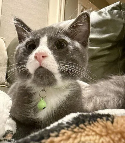 A baby medium-sized male Gray & White Domestic Short Hair cat named Adams for adoption in Parkville, MO