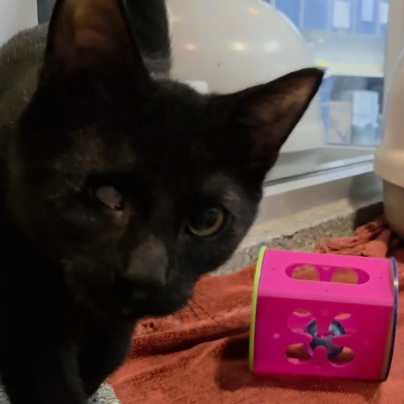 A baby medium-sized male Black Domestic Short Hair cat named Flax for adoption in Charleston, SC