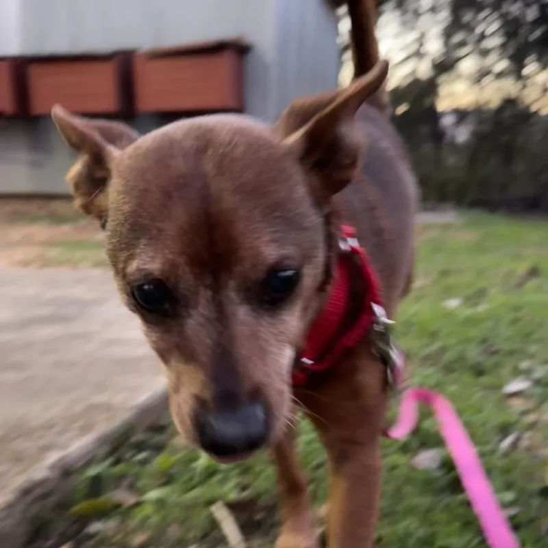 Smokey The Bear thumbnail 3