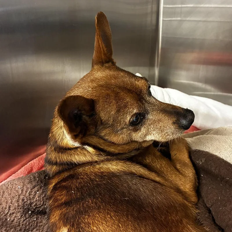 Smokey The Bear thumbnail 4