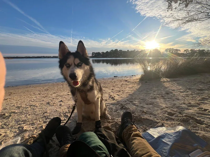 Lucius: Loyal Luci Needs thumbnail 4