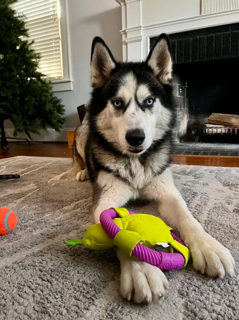 Lucius: Loyal Luci Needs thumbnail 5